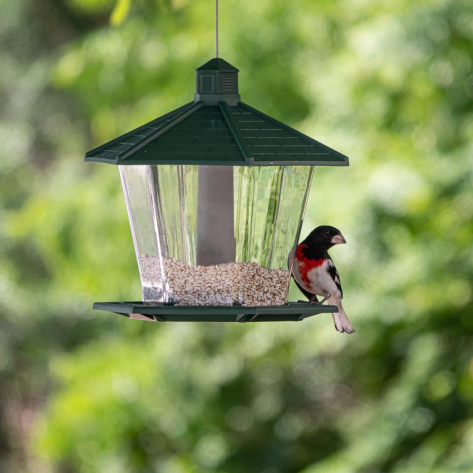 Songbird Patio Feeder